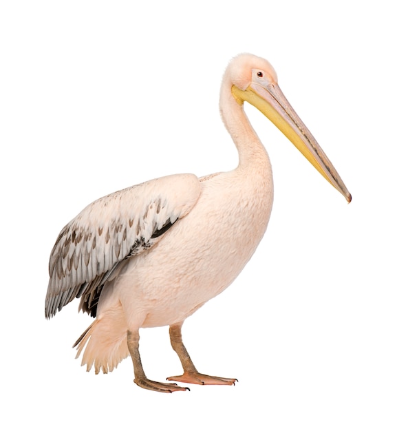 White Pelican -  Pelecanus onocrotalus on a white isolated