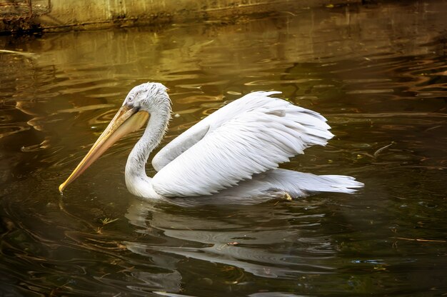 White Pelican swimming in the water under the rays of the sun. Pelecanus onocrotalus, also known as the Eastern White Pelican, Rosy Pelican or White Pelican