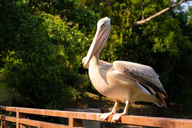 The white pelican that lives in the bird park sits on the railing of the bridge