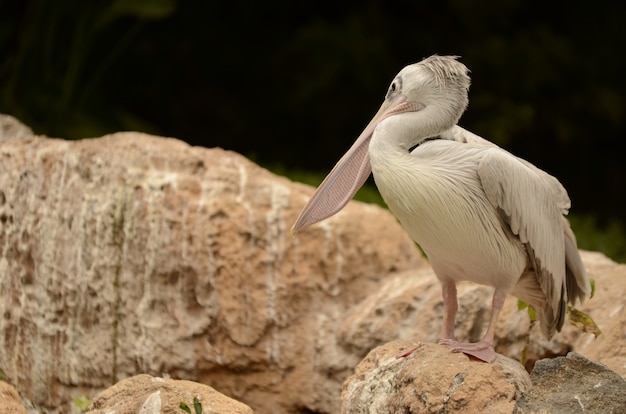 Photo white pelican