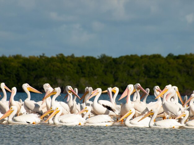 White pelicans at the Chokoloskee Island.