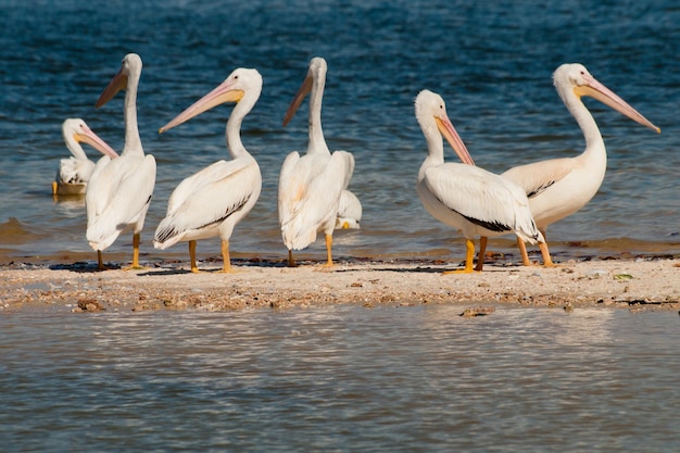 White pelicans at the Chokoloskee Island.