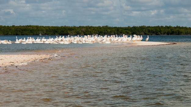 Белые пеликаны на острове Чоколоски.