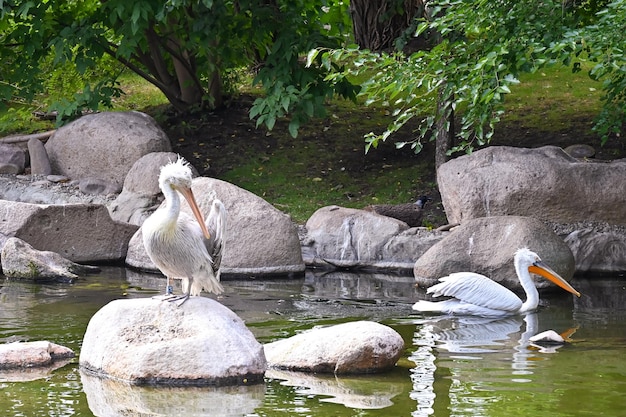 White pelicans sit on stones in a pond