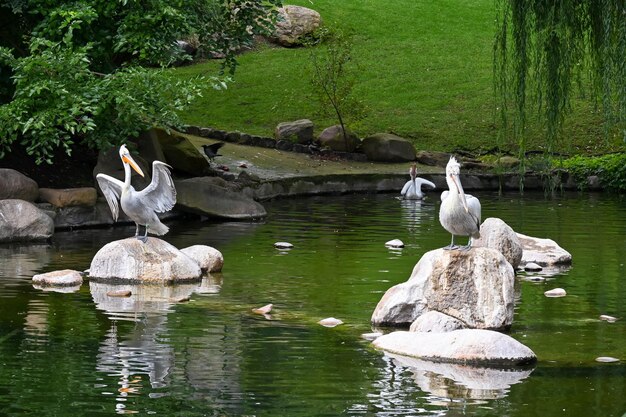 White pelicans sit on stones in a pond