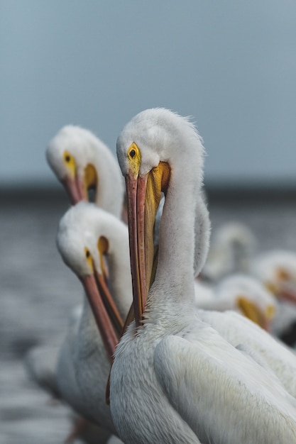 Foto pellicani bianchi