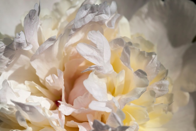 White peonies blooming in the summer, flowering plants for decorating the territory