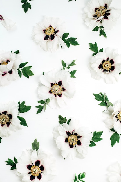 White peonies flowers pattern on white surface