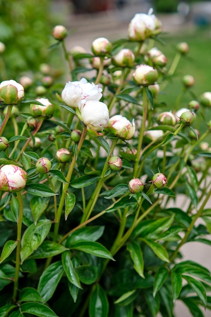 White peonies in the garden