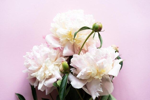 White peonies on a pink background Free space for your inscription Beautiful holiday card Mother's Day Love and romantic concept