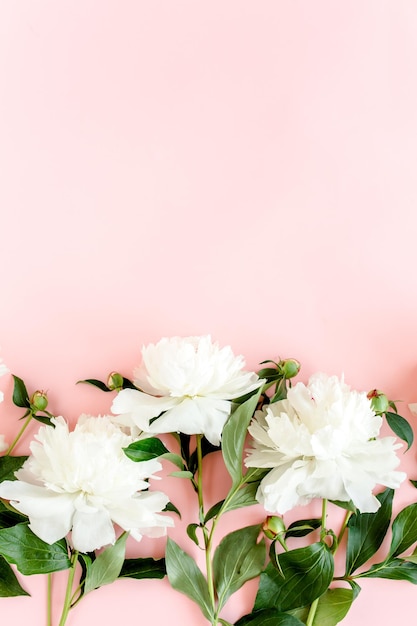 White peonies on pink background Minimal floral concept greeting card Flat lay top view