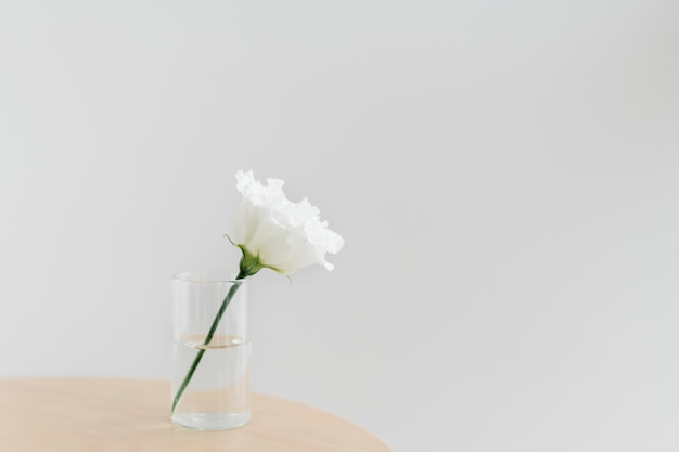 White peony in a cleared vase