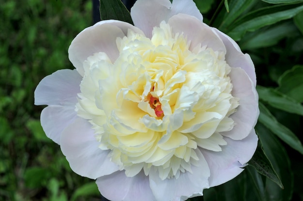 White peony flower blooming in the garden, macro closeup.