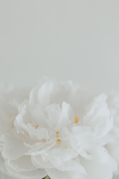 white peony flower closeup