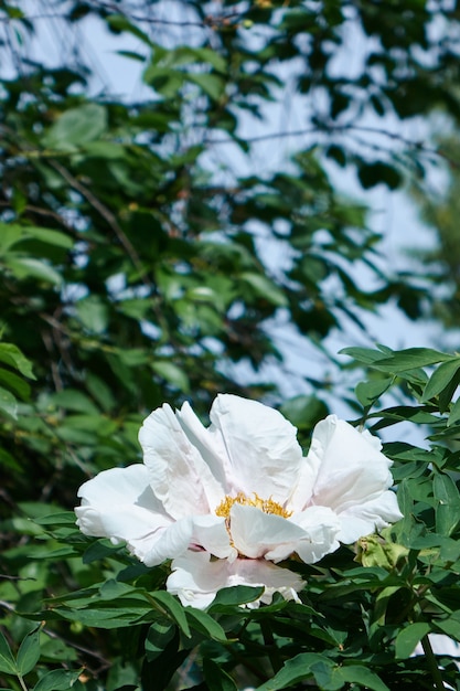 緑の葉を背景に白い牡丹の花の細かい形。