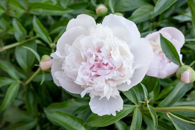 写真 庭の緑の葉を背景に白い牡丹の花