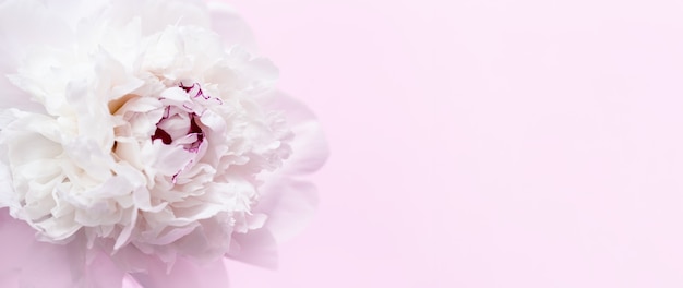 コピースペースとピンクの背景に白い牡丹の花牡丹のお祭りの夏の花の繊細な花びら