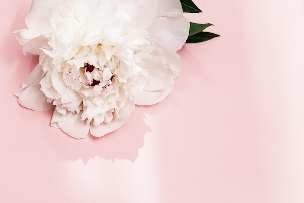 White peony flower and sunlight on pink background with copy space Summer blossoming delicate