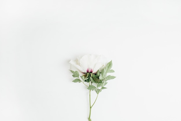 White peony flower on white surface