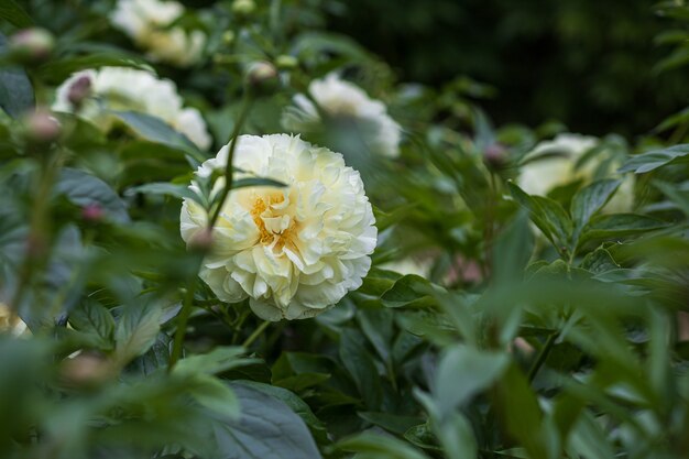 White peony flower with green leaves background