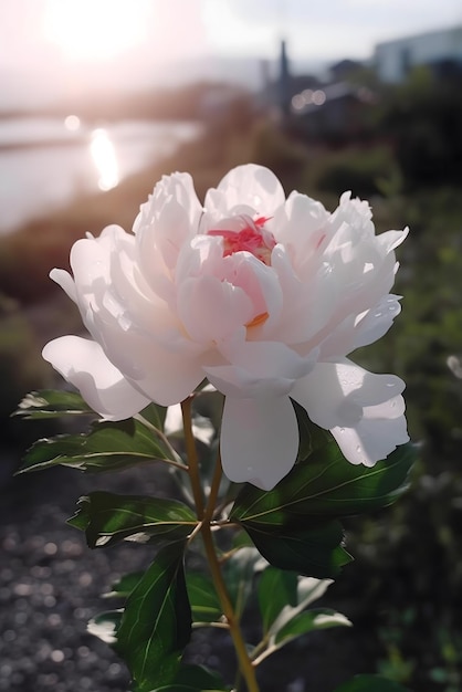 A white peony flower with a red spot in the middle.