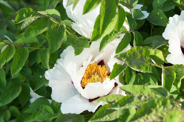 緑色の黄色い中心部を持つ白いピオニアの花が庭で育ちます 春の開花の概念 植物と花の栽培と植え付け ガーデニング