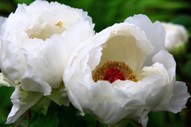 white Peony flowers blooming in the garden