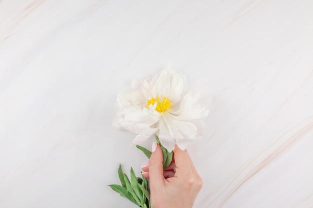 Fiori di peonia bianca su sfondo di marmo