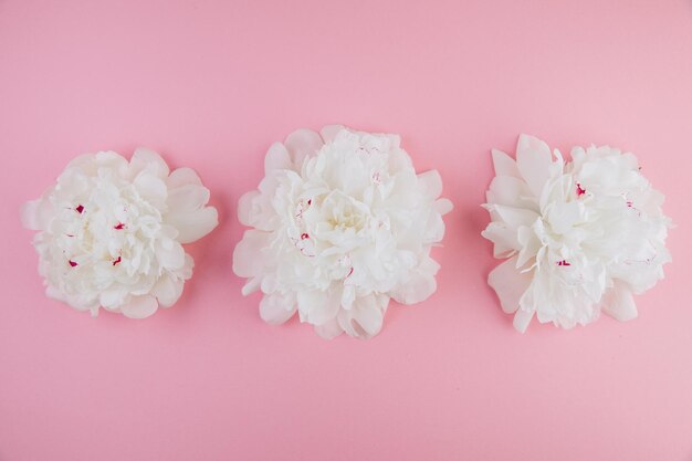 White peony head on pink background flat lay top view