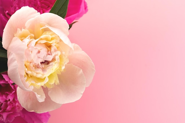 White peony on a pink background