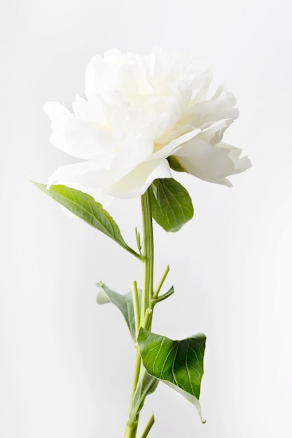 White Peony on a white background