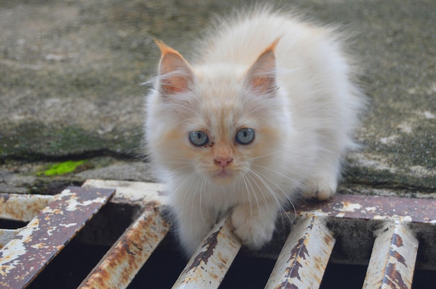 white persian cat close up