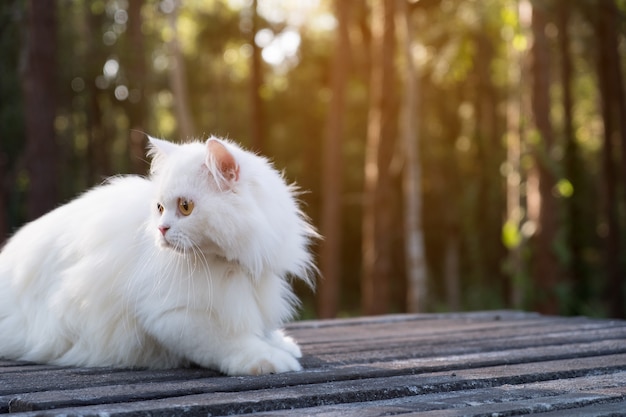 White persian cat on floor