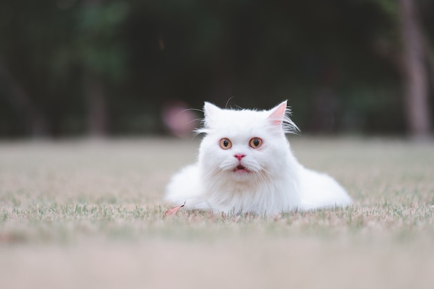草の上の白いペルシャ猫は公園で興奮しているように見えます