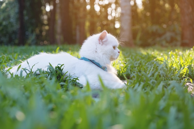 草の太陽の光の背景に白ペルシャの猫