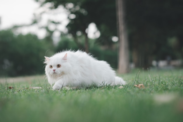 Белая персидская кошка гуляет по саду с возбужденным выражением лица.