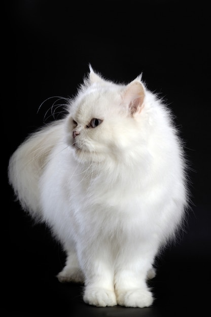 Photo white persian cat