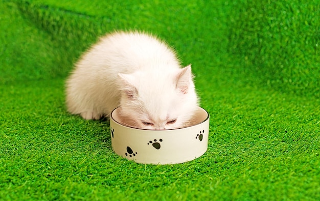 A white pet kitten eats food from a bowl