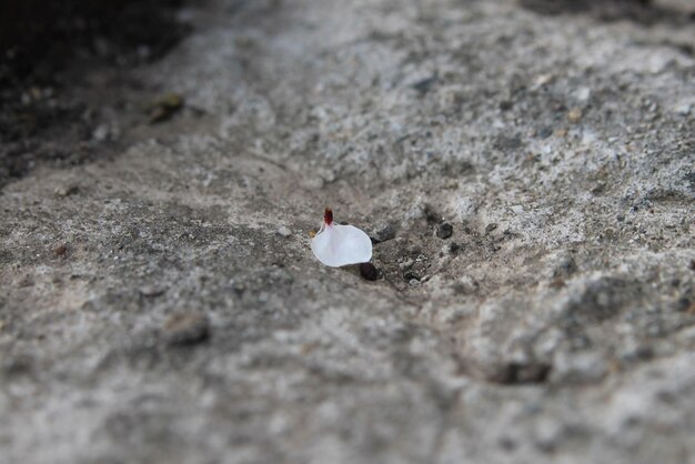 Photo white petal on the pavement