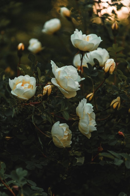 White Petaled Flowers Photo