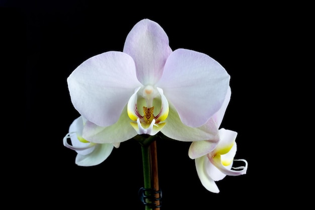White phalaenopsis orchid flower on black background