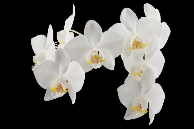 고립 된 줄기에 흰색 호 접 난초 꽃