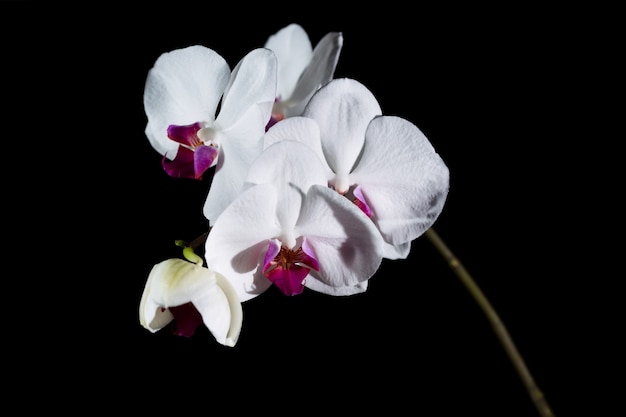 黒に分離された白い胡蝶蘭
