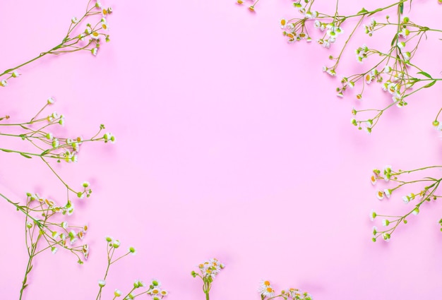 Белые аптечные ромашки со стеблями на светло-розовом фоне с местом для вставки текста