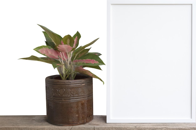 Фото Белая фоторамка и цветок комнатного растения на деревянной полке, изолированной на белом с обтравочной дорожкой
