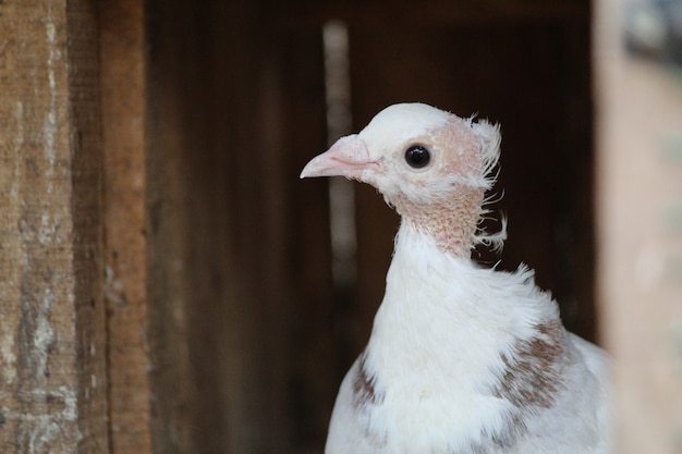 美しい緑の木の背景に白いハト - 皇帝の鳩