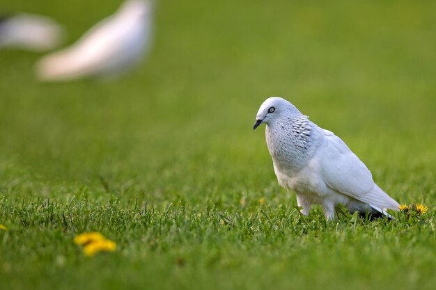 White pigeon in a clearing