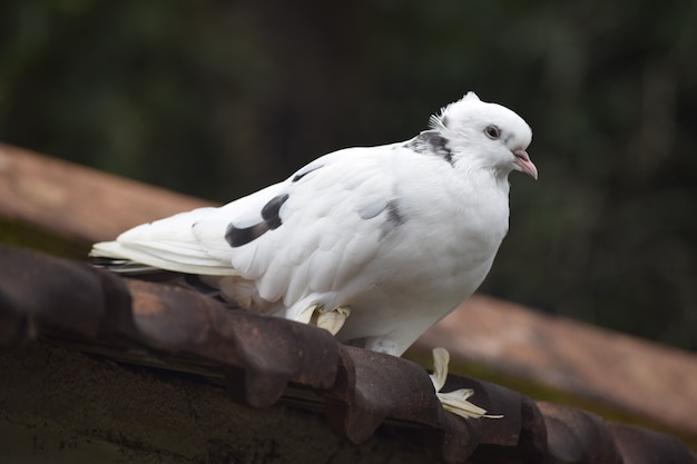 Photo white pigeon in the nature