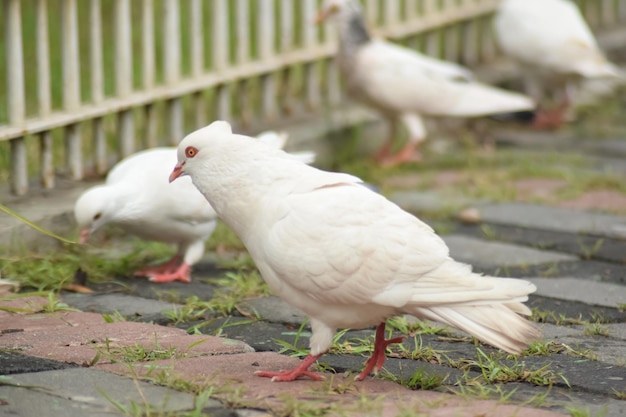 食べ物を探している通りの白い鳩