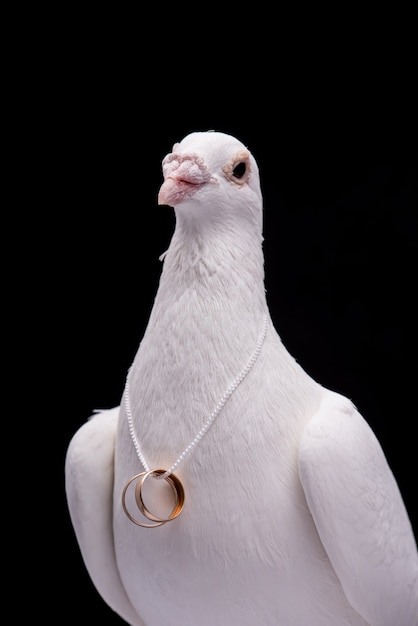 Photo white pigeon with wedding rings on neck isolated in black wall.